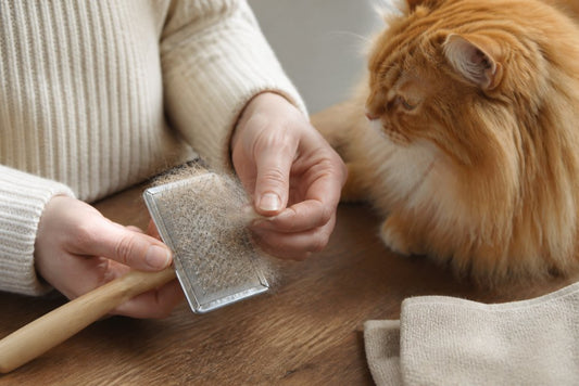 How to Clean Pet Hair from Brush: Step-by-Step Guide