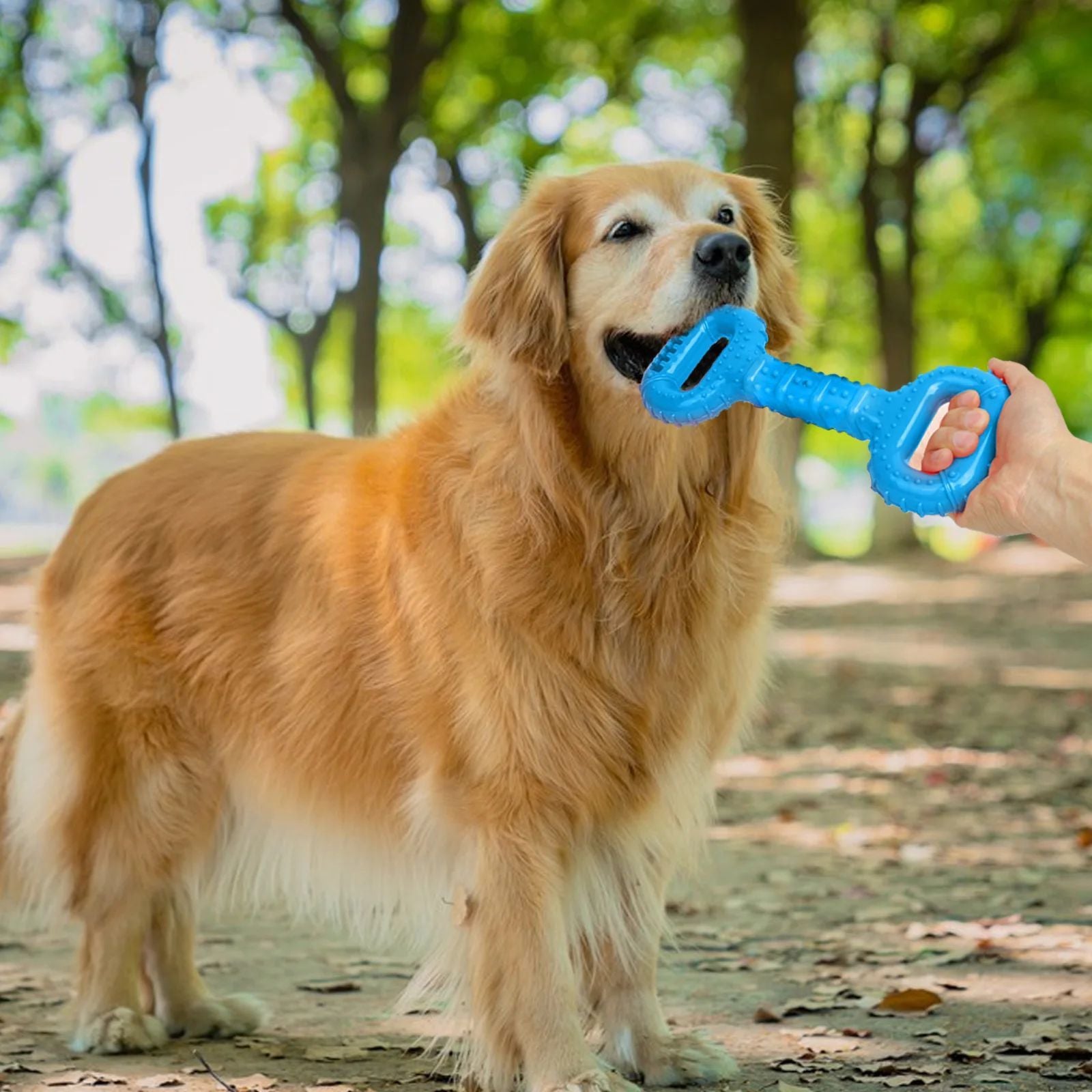 Active Dog Bone Toys with Pull Band & Teething Aid - pettspy