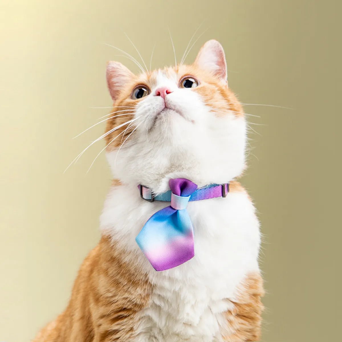 Adjustable Cat Gentleman Tie Collar - pettspy
